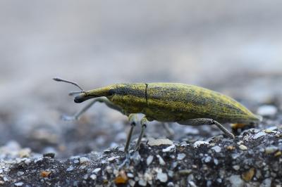 <i>Lixus iridis</i>