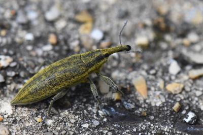 <i>Lixus iridis</i>