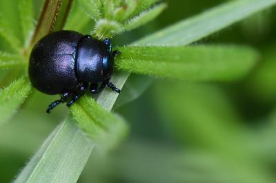 <i>Timarcha goettingensis</i>
