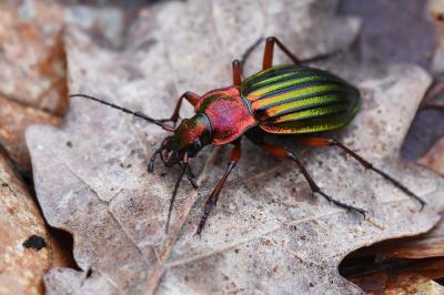 <i>Carabus auronitens</i>