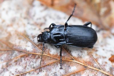 <i>Abax parallelepipedus</i>