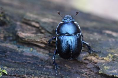 <i>Anoplotrupes stercorosus</i>