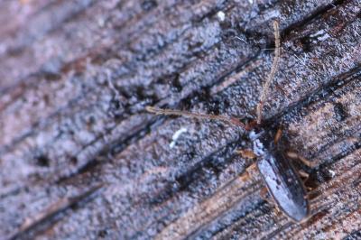 <i>Uleiota planatus</i>