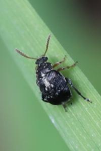 <i>Bruchus</i>