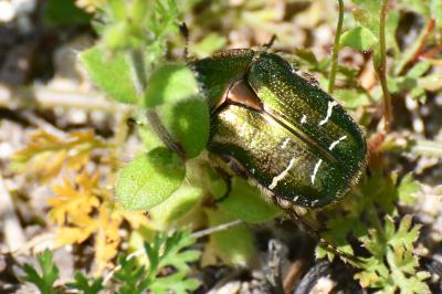 <i>Cetonia aurata</i>