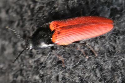 <i>Ampedus</i>