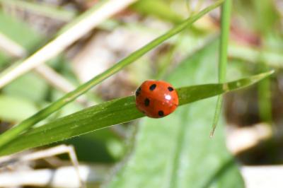 <i>Coccinella septempunctata</i>