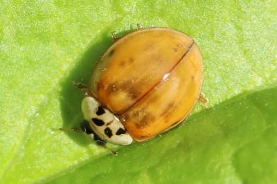 <i>Harmonia axyridis</i>