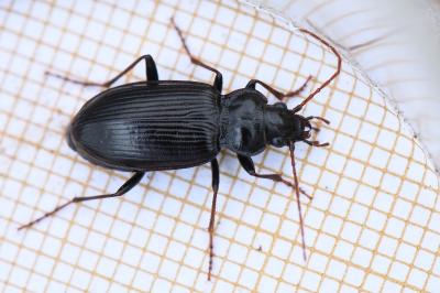 <i>Nebria salina</i>