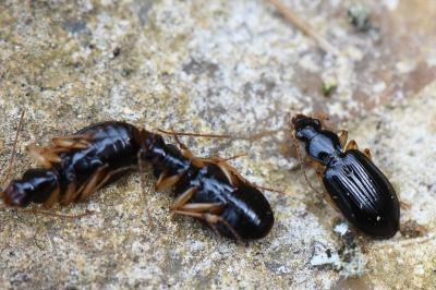 <i>Paranchus albipes</i>
