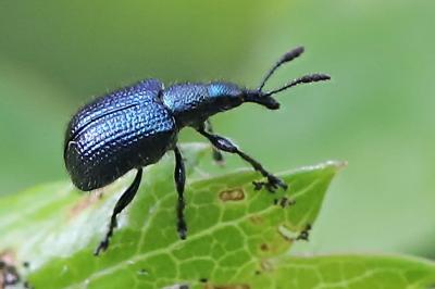 <i>Involvulus caeruleus</i>