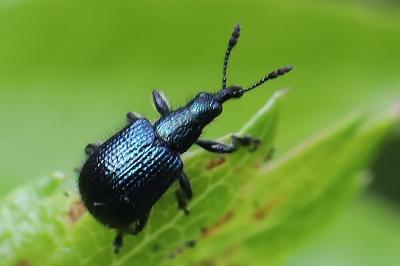 <i>Involvulus caeruleus</i>
