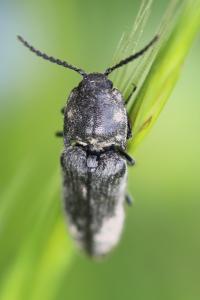 <i>Cidnopus pilosus</i>