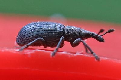 <i>Perapion violaceum</i>