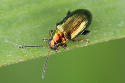 <i>Crepidodera aurata</i>