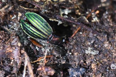 <i>Carabus auronitens</i>