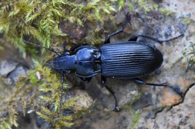 <i>Pterostichus melanarius</i>