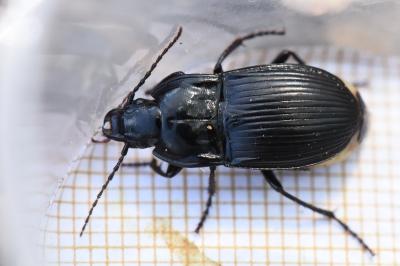 <i>Abax ovalis</i>