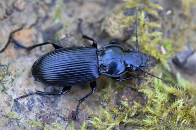 <i>Pterostichus melanarius</i>