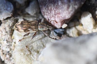 <i>Polydrusus tereticollis</i>