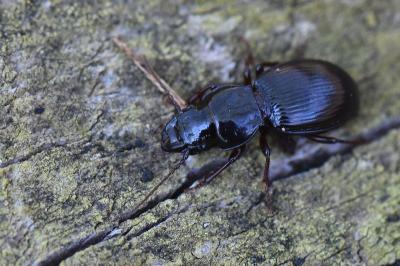 <i>Molops piceus</i>