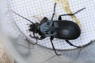 <i>Abax parallelepipedus</i>