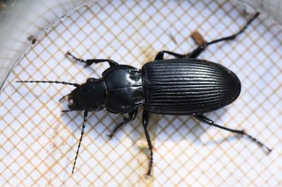 <i>Pterostichus melanarius</i>