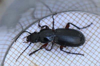 <i>Pterostichus madidus</i>
