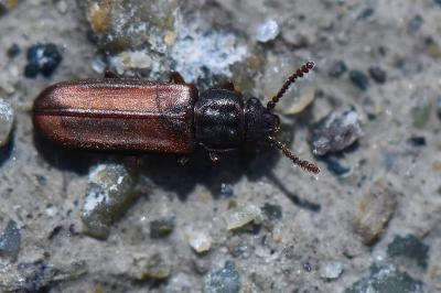 <i>Pediacus dermestoides</i>