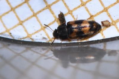 <i>Litargus connexus</i>