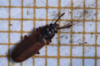 <i>Pediacus dermestoides</i>