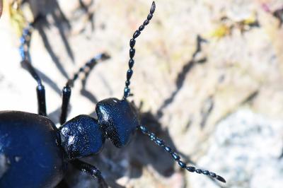 <i>Meloe violaceus</i>