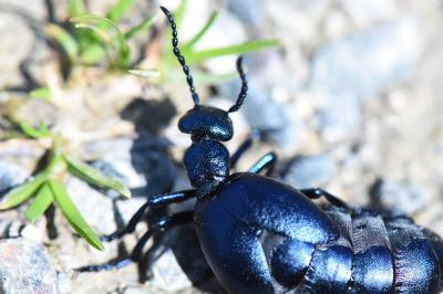 <i>Meloe violaceus</i>