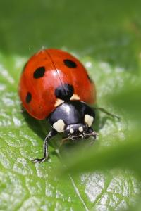 <i>Coccinella septempunctata</i>
