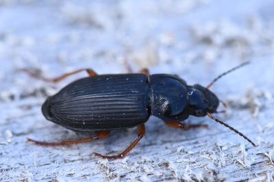 <i>Anisodactylus binotatus</i>