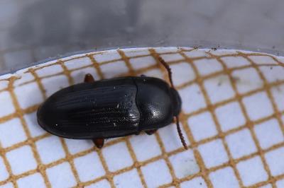 <i>Diaclina fagi</i>