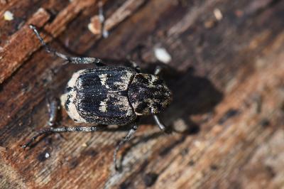 <i>Valgus hemipterus</i>