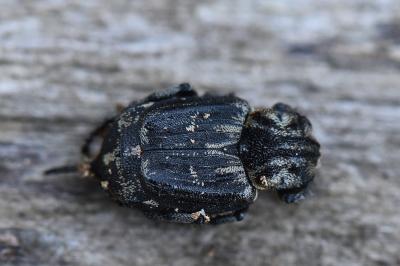 <i>Valgus hemipterus</i>