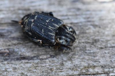 <i>Valgus hemipterus</i>