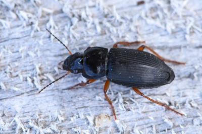 <i>Anisodactylus binotatus</i>