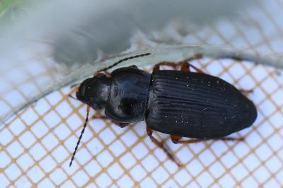 <i>Anisodactylus binotatus</i>