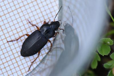 <i>Anisodactylus binotatus</i>