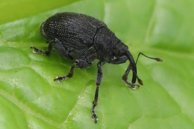 <i>Ceutorhynchus</i>