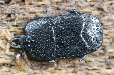 <i>Hololepta plana</i>