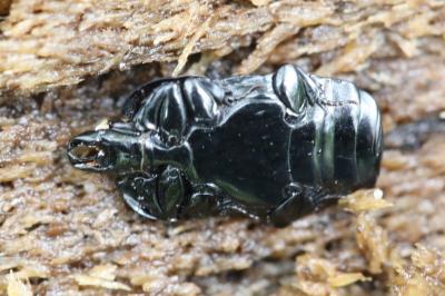 <i>Hololepta plana</i>
