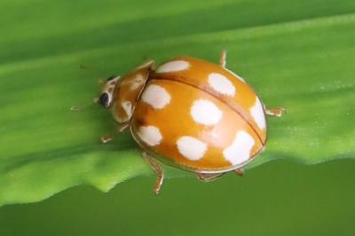 <i>Calvia decemguttata</i>