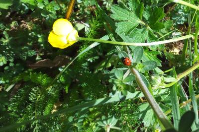 <i>Coccinella septempunctata</i>