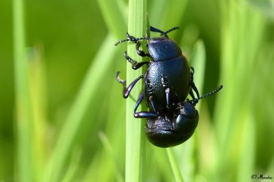 <i>Timarcha goettingensis</i>