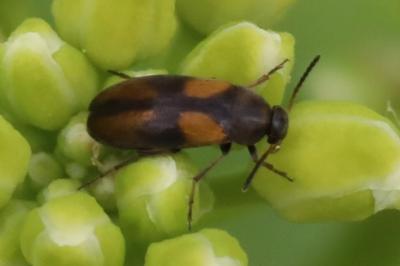 Anaspis fasciata