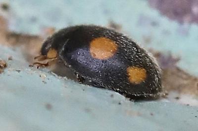 <i>Platynaspis luteorubra</i>